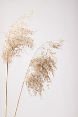 Reed Grass Grey 08 Poster och Canvastavla