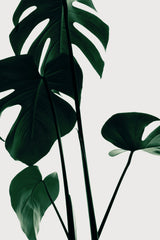 Monstera Natural 25 Poster och Canvastavla