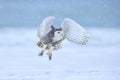 Snowy Owl Poster och Canvastavla
