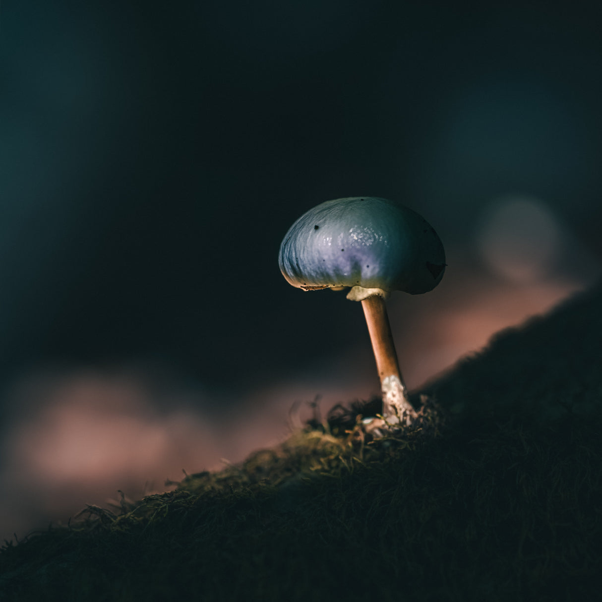 micro-universe Poster och Canvastavla