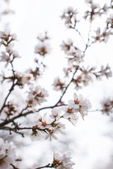 Almond Blossoms Poster och Canvastavla