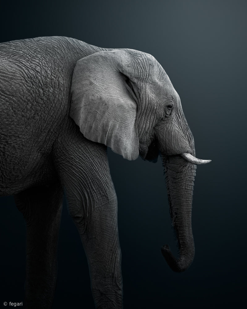 Namibian Elephant Poster och Canvastavla