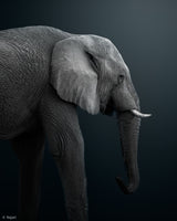 Namibian Elephant Poster och Canvastavla