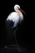 White stork portrait Poster och Canvastavla