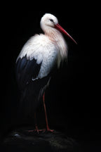 White stork portrait Poster och Canvastavla
