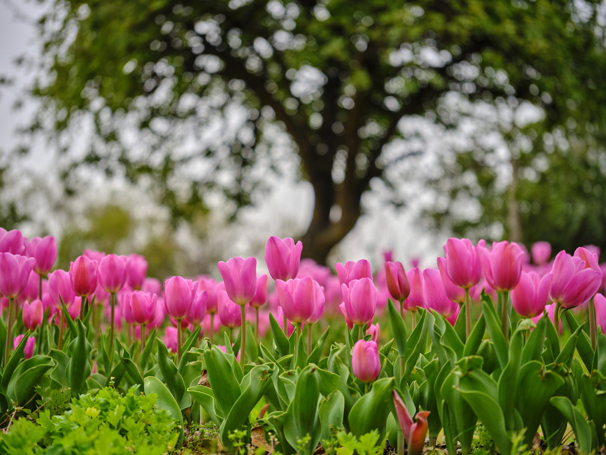 Pink Tulips Poster och Canvastavla