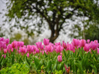 Pink Tulips Poster och Canvastavla