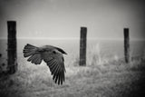 the day of the Raven Poster och Canvastavla