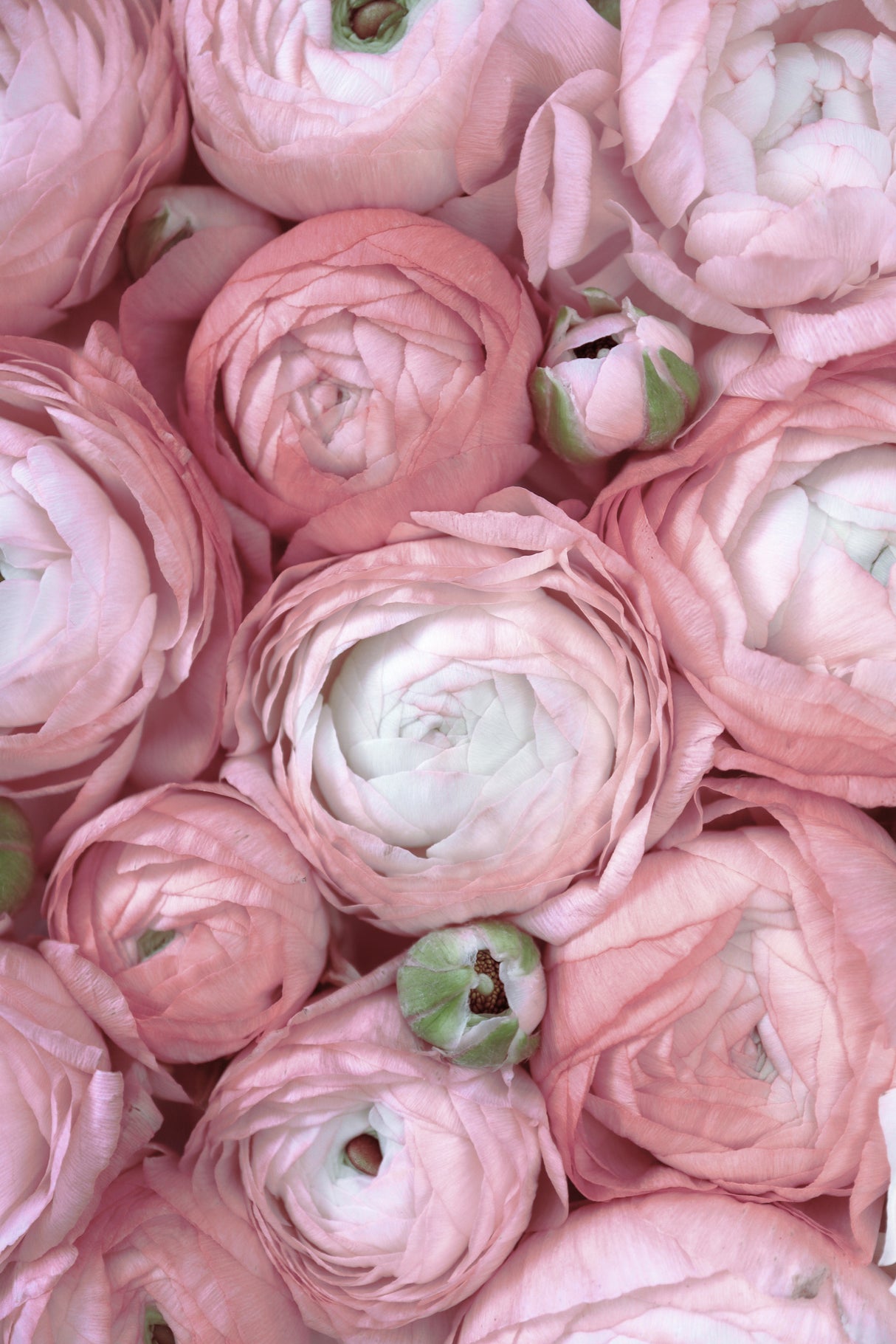 Subdued blush ranunculus Poster och Canvastavla