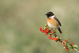 Saxicola rubicola Poster och Canvastavla