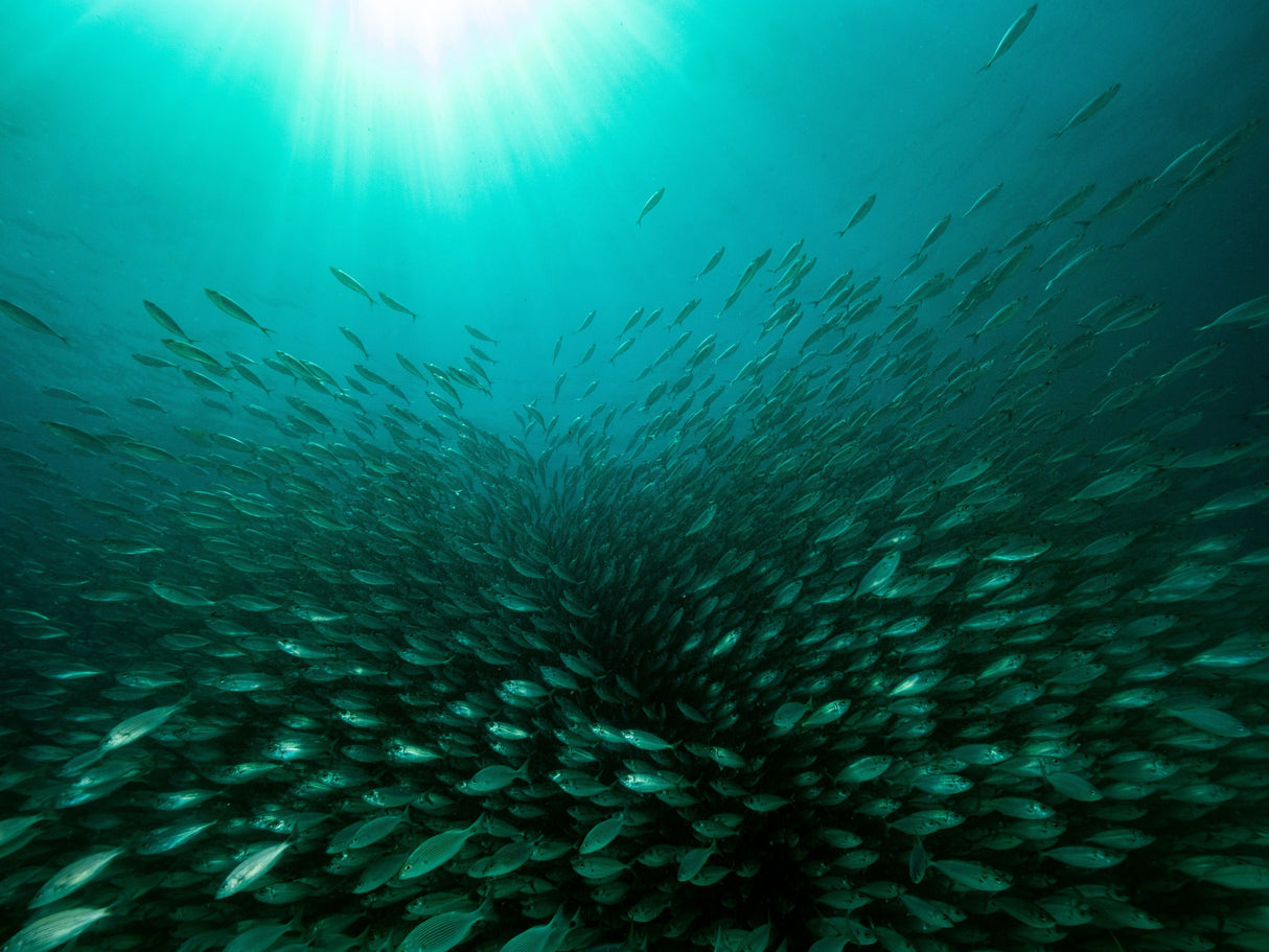 Scholl of Sardines Poster och Canvastavla