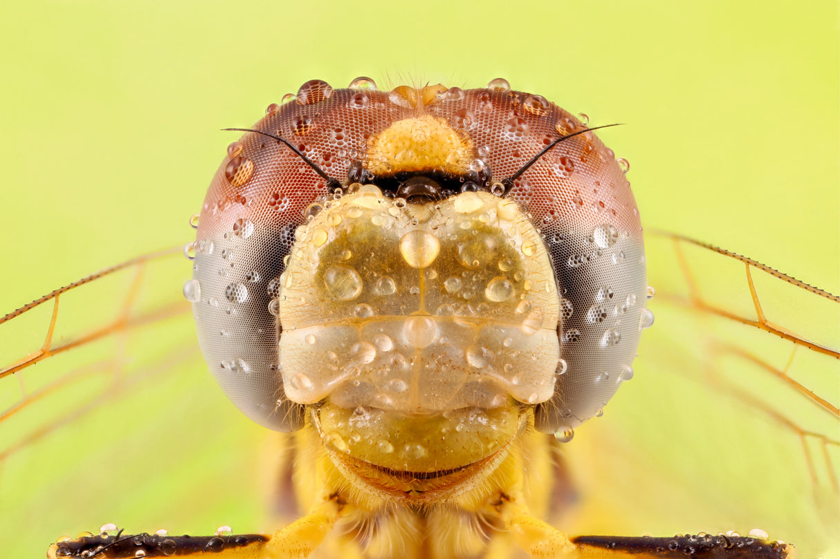 dragon fly Poster och Canvastavla
