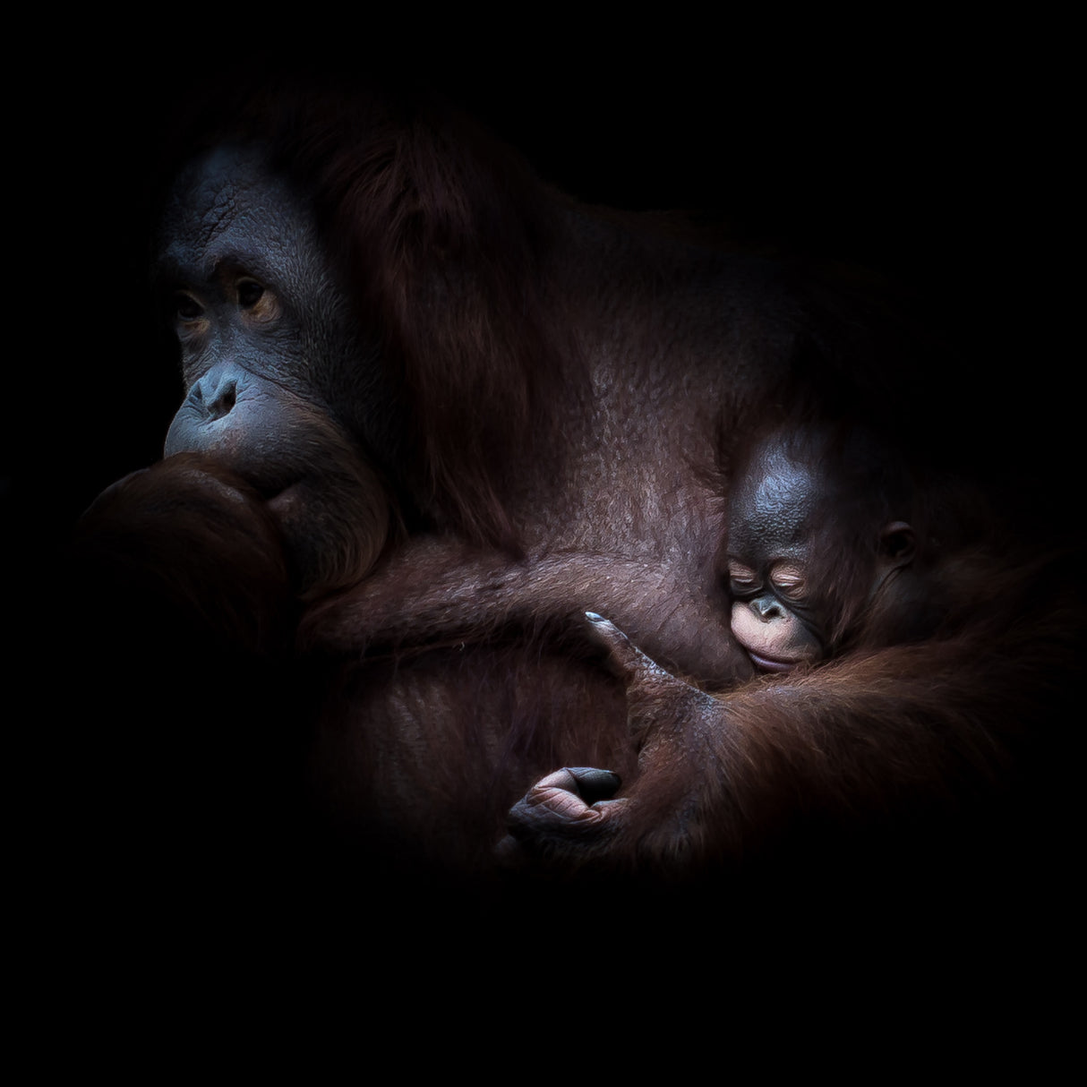 ... sleep Poster och Canvastavla