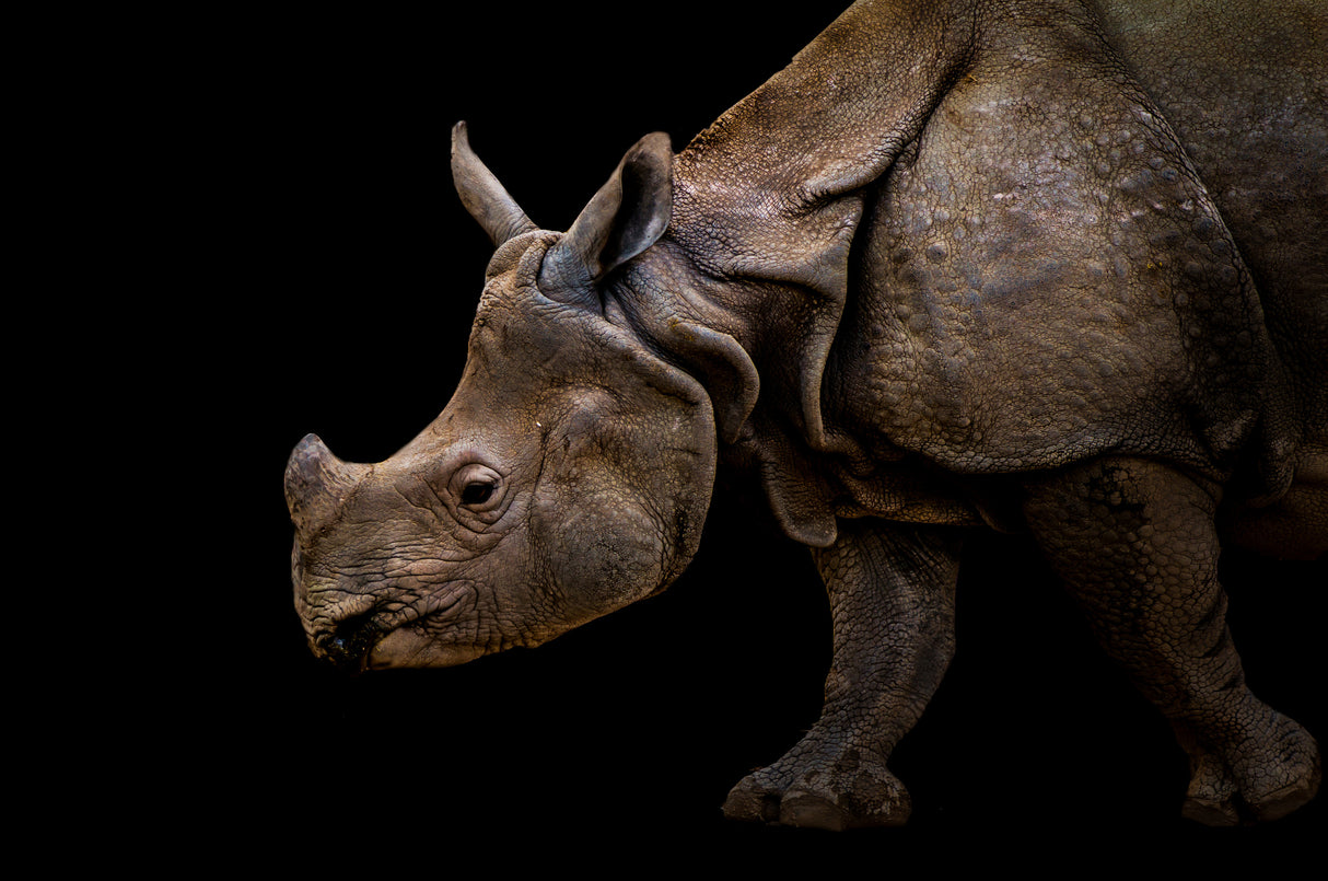 Rhinoceros Poster och Canvastavla