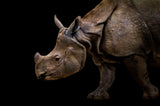 Rhinoceros Poster och Canvastavla