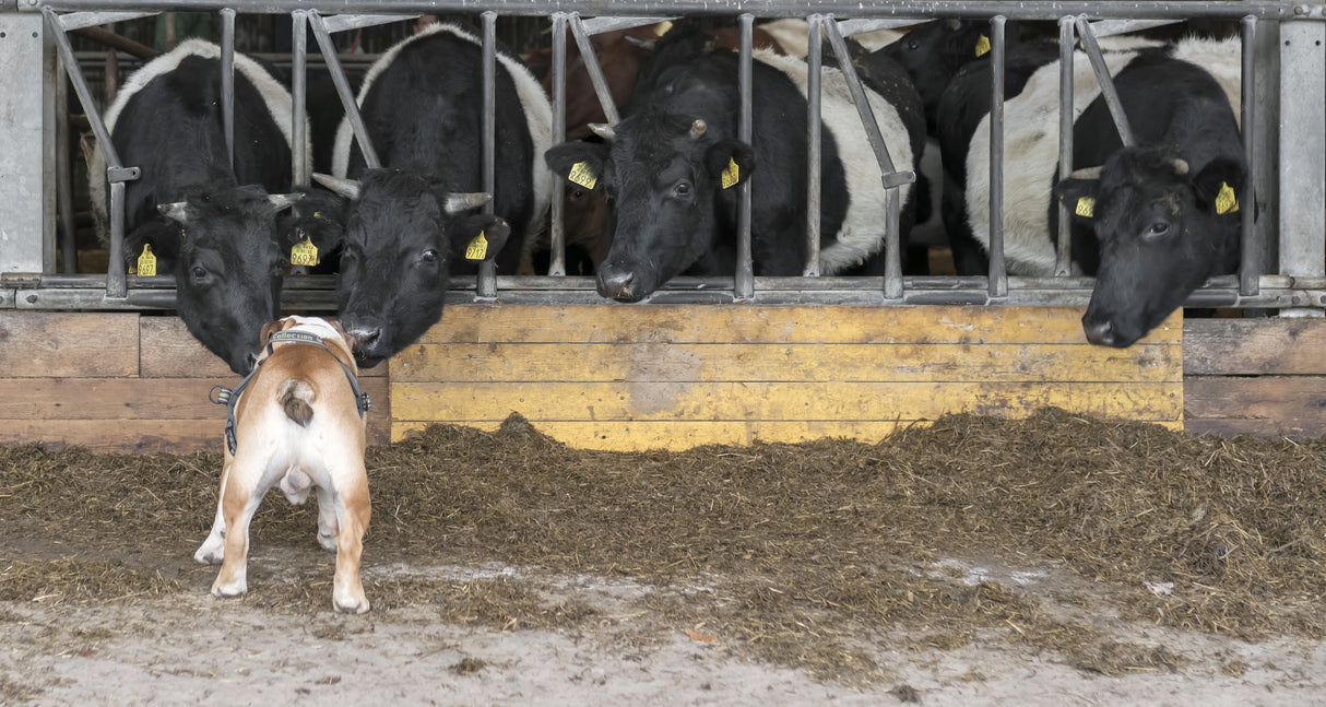 Listen up, cows! Poster och Canvastavla