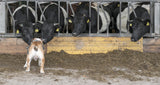 Listen up, cows! Poster och Canvastavla