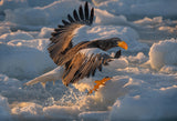 Steller's Sea Eagle Poster och Canvastavla