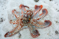 Octopus Poster och Canvastavla