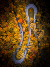 Fall vibes Poster och Canvastavla