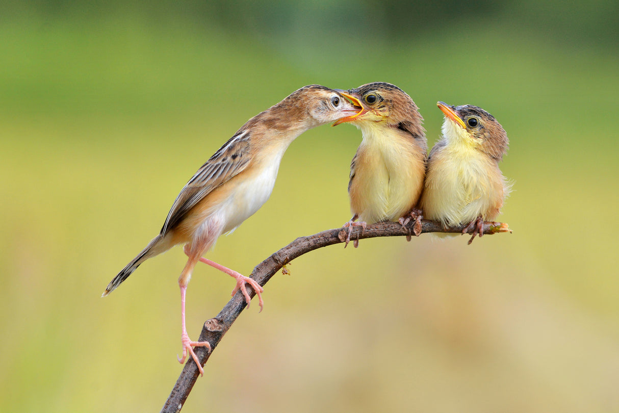 Bird Feeding Babies Poster och Canvastavla