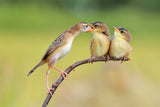 Bird Feeding Babies Poster och Canvastavla