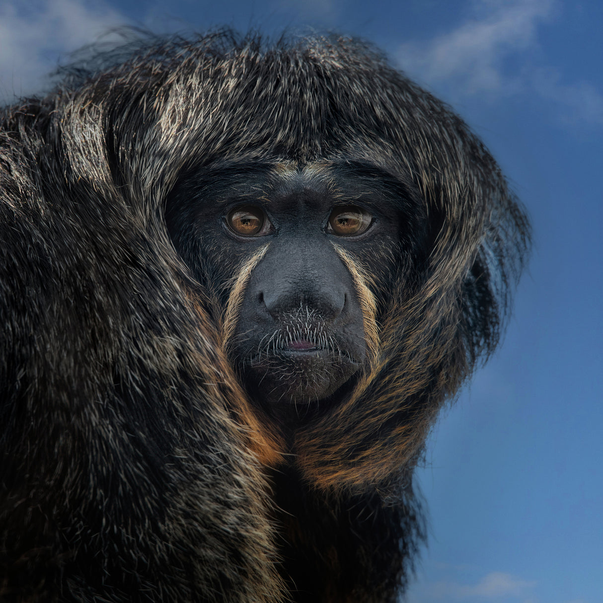 White-Faced Saki - Pithecia Pithecia Poster och Canvastavla