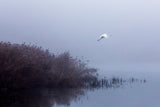 The flight of the egret Poster och Canvastavla