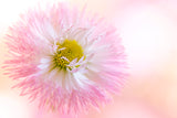Dancing Daisy Poster och Canvastavla