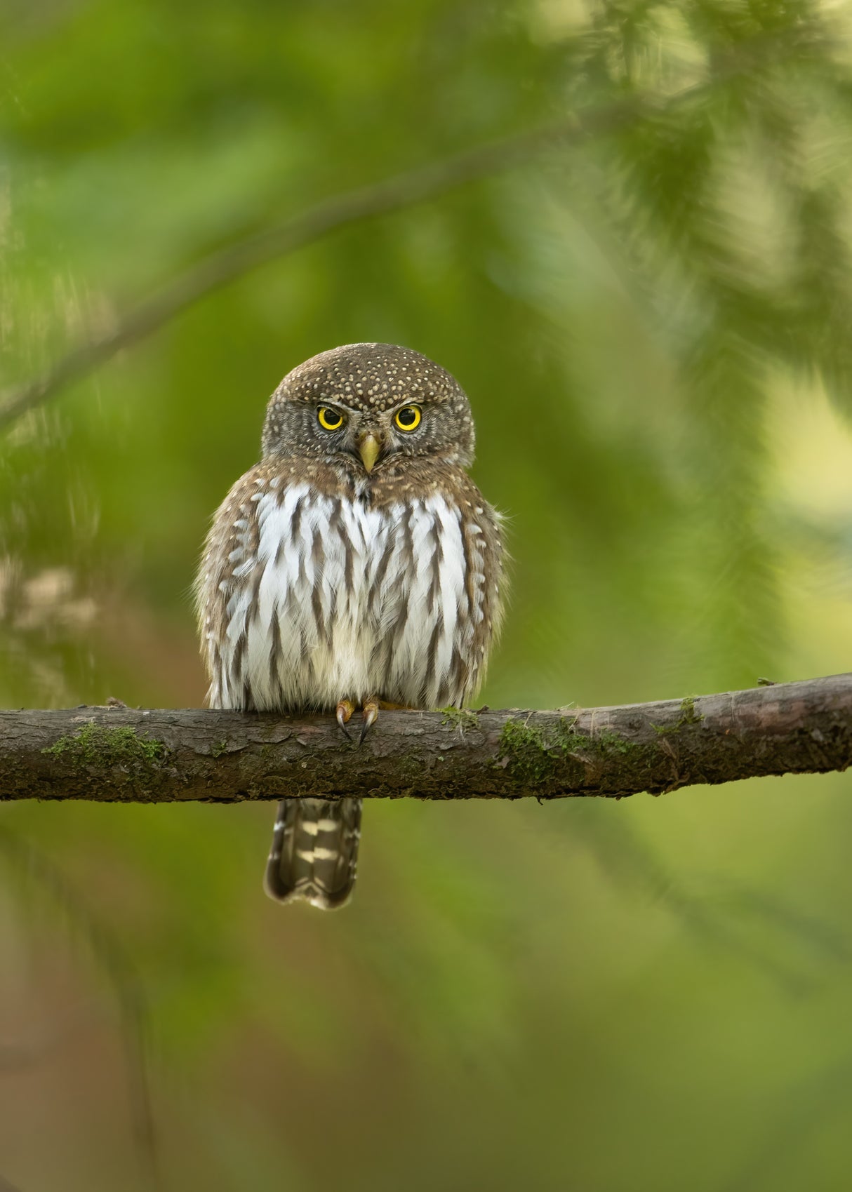 Pygmy Owl Poster och Canvastavla