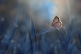 Lonely Butterfly Poster och Canvastavla
