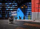 The street cats. Poster och Canvastavla