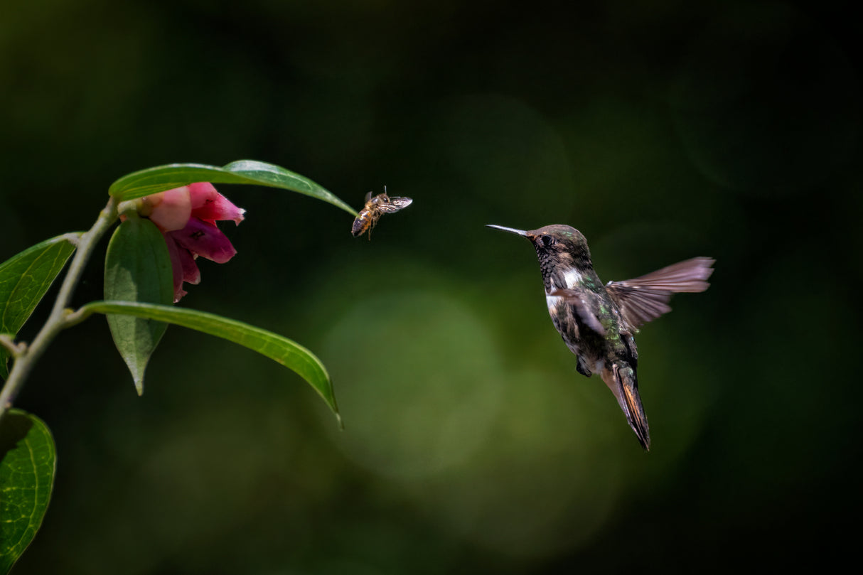 Volcano hummingbird vs Bee Poster och Canvastavla