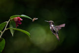 Volcano hummingbird vs Bee Poster och Canvastavla