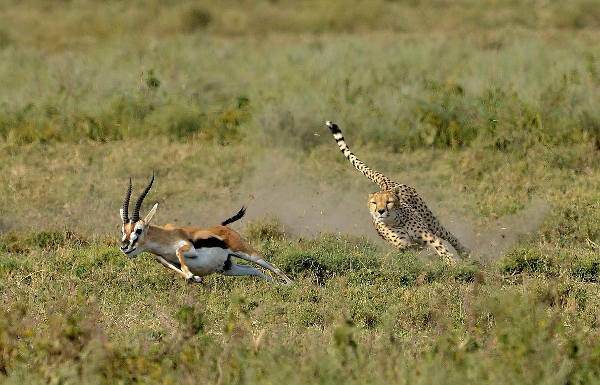 Hunting Poster och Canvastavla
