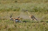 Hunting Poster och Canvastavla