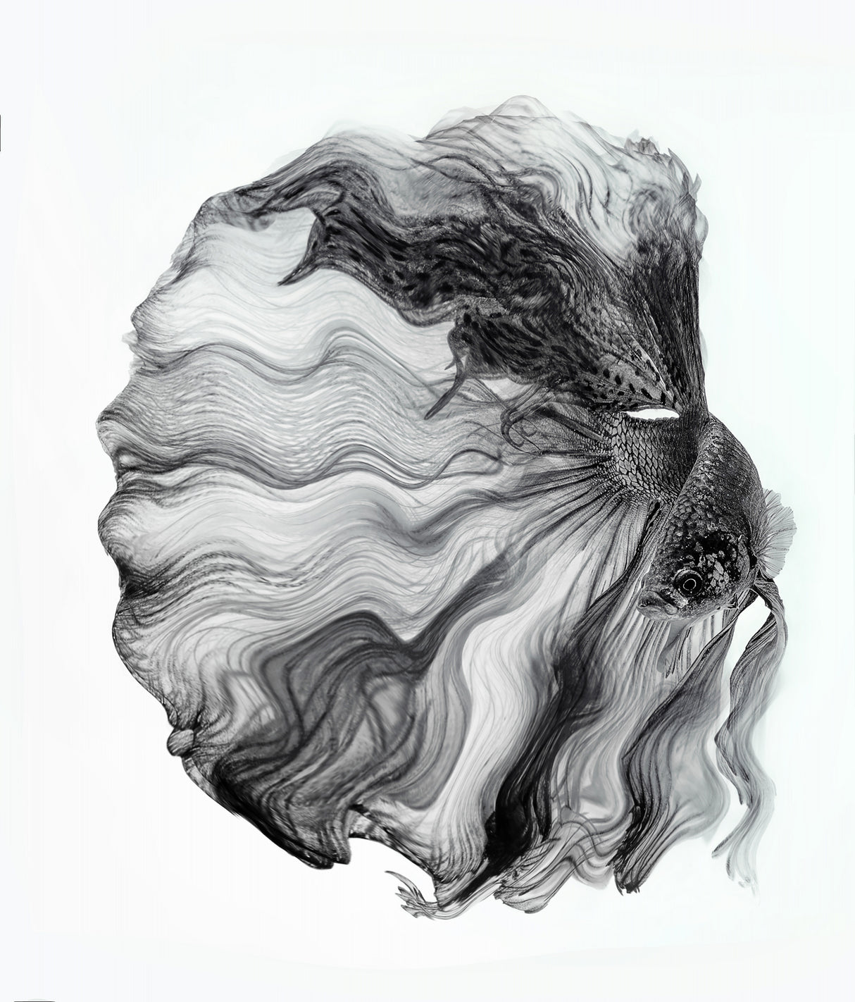 INK BETTA Poster och Canvastavla