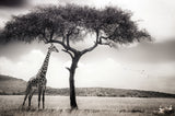 under the African sun Poster och Canvastavla