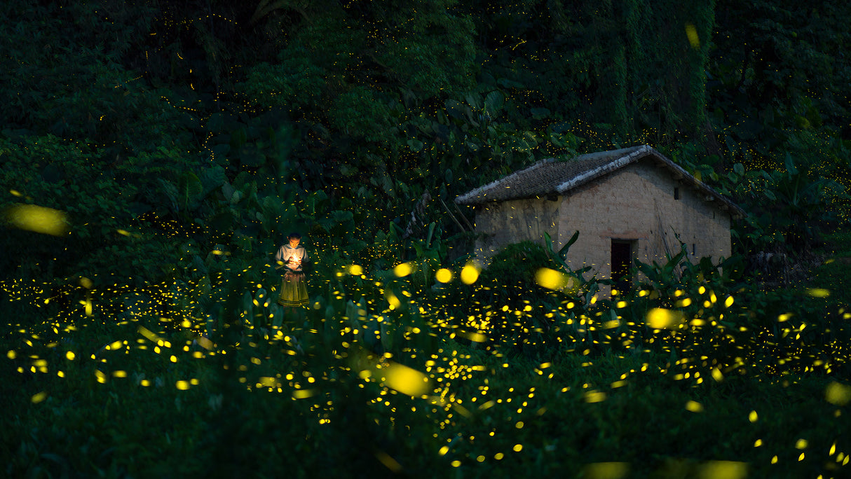 A little girl and firefly Poster och Canvastavla