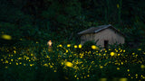 A little girl and firefly Poster och Canvastavla
