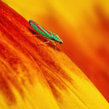 Candy-striped Leafhopper Poster och Canvastavla
