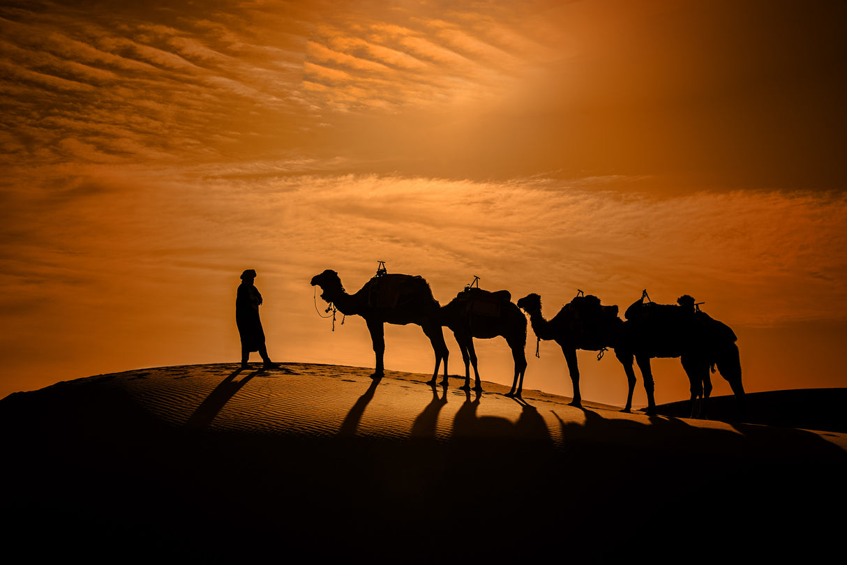 Camel in the desert at sunset Poster och Canvastavla