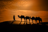 Camel in the desert at sunset Poster och Canvastavla