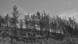 burnt trees in the forest Poster och Canvastavla