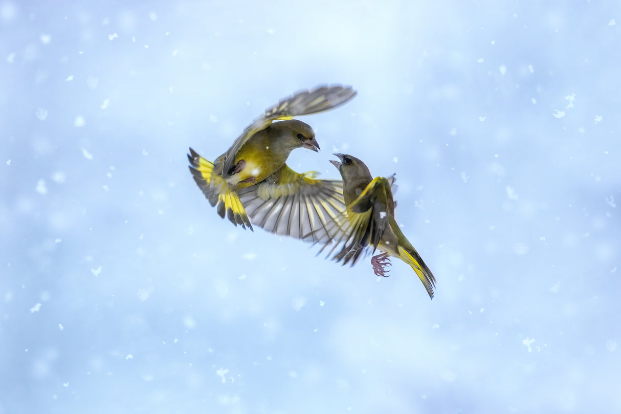 Battle in the snow Poster och Canvastavla