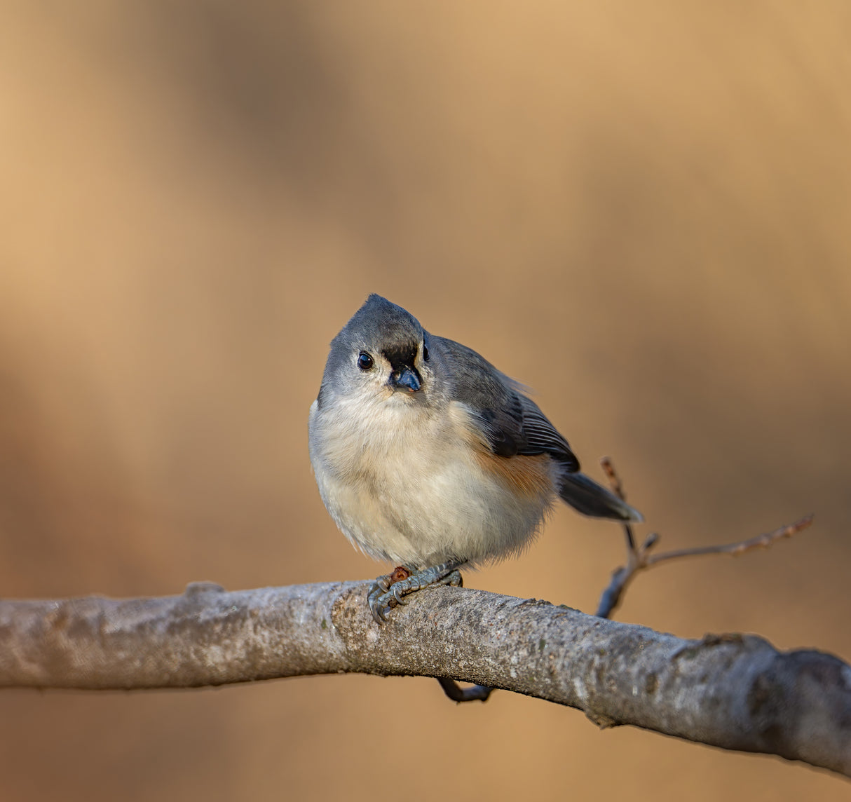 Tufted titmouse Poster och Canvastavla