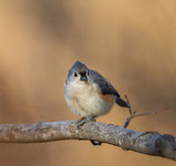 Tufted titmouse Poster och Canvastavla