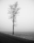 lonely tree Poster och Canvastavla