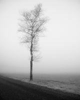 lonely tree Poster och Canvastavla