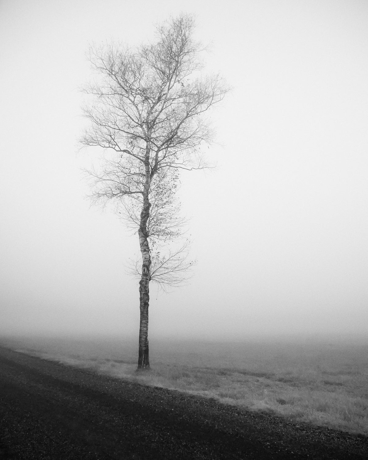 lonely tree Poster och Canvastavla